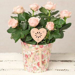 Pink Rose in Floral Pot